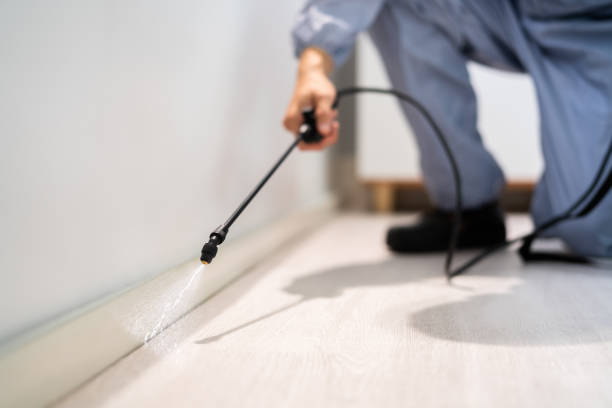 Licensed Wasp Removal service in New York Mills, NY - Show Me Pest Control